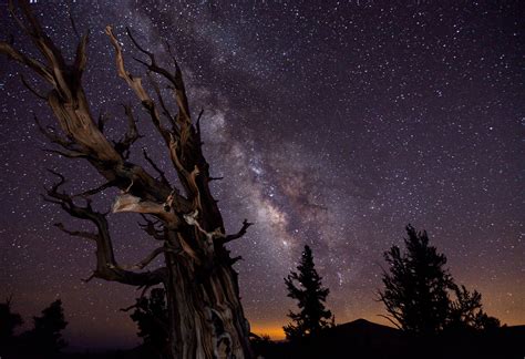 Wallpaper Trees Landscape Night Nature Sky Silhouette Long