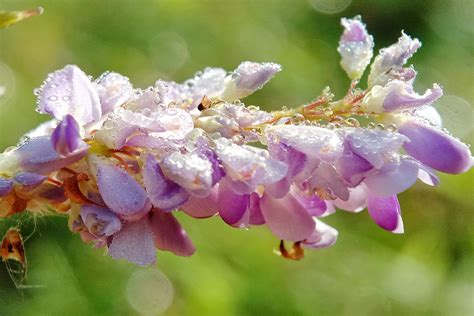 Desmodium Quels Sont Ses Bienfaits Sur Le Foie L Ro