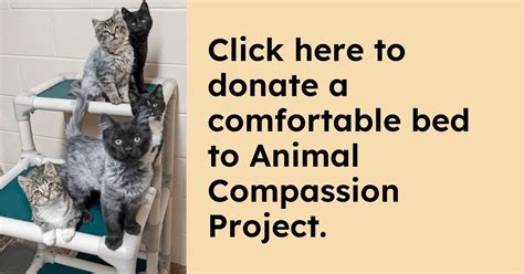 Donate To Animal Compassion Project Kuranda Shelterbeds