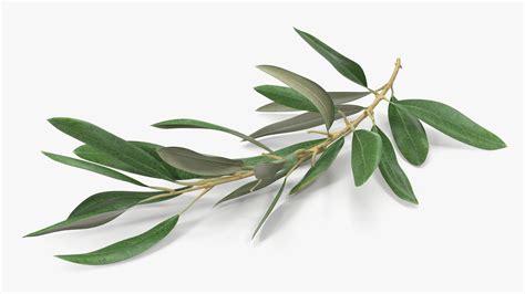 D Olive Tree Branch No Olives Lying Turbosquid