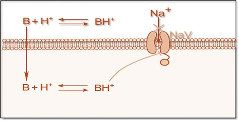 Mechanism of action of local anaesthetics. Source:... | Download ...