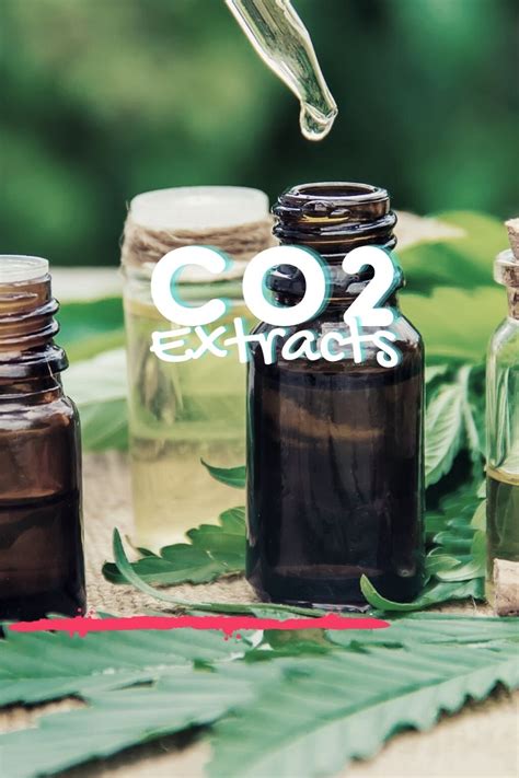 All You Need To Know About Co2 Extracts Swettis Beauty Blog