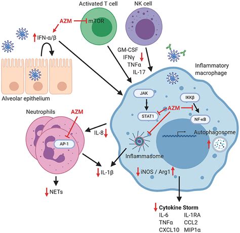 Frontiers Immunomodulatory Effects Of Azithromycin Revisited