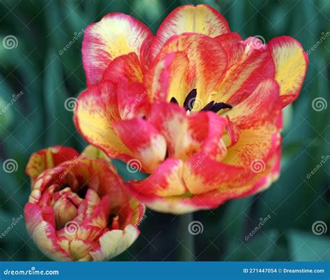 Flamed Tulip Stock Photo Image Of Leaf Color Spring 271447054