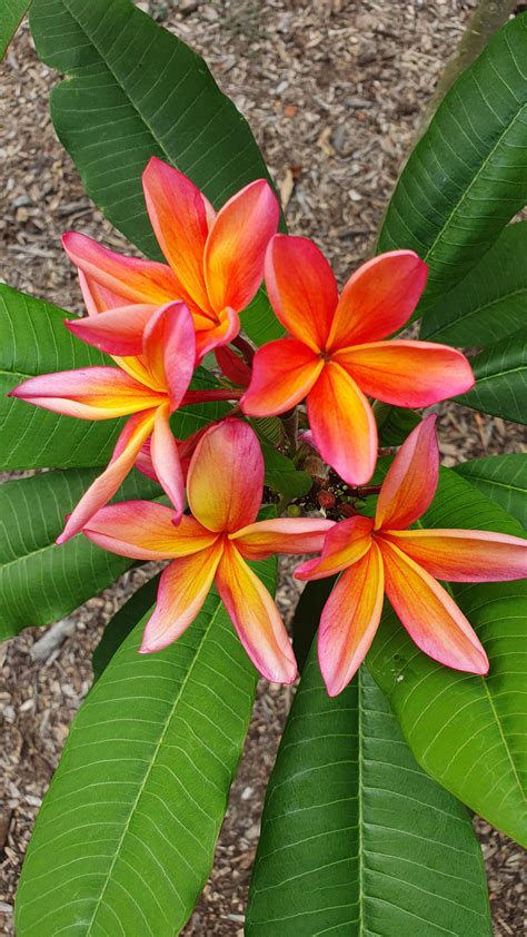 Frangipani By Angela808 On Deviantart