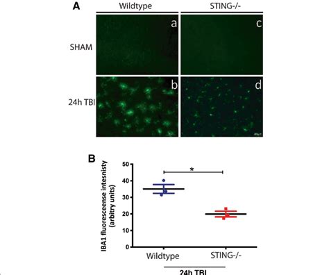 Sting Brains Exhibit Ramified Microglial Morphologies And Reduced