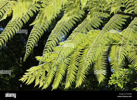 New Zealand Ferns Stock Photo Alamy