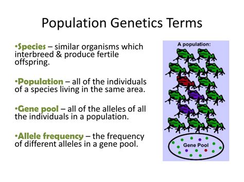 Ppt Population Genetics Powerpoint Presentation Free Download Id