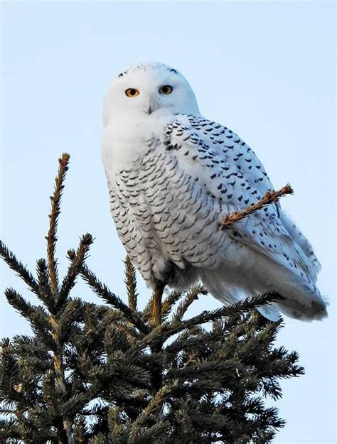 An Owl Perched On Top Of A Pine Tree