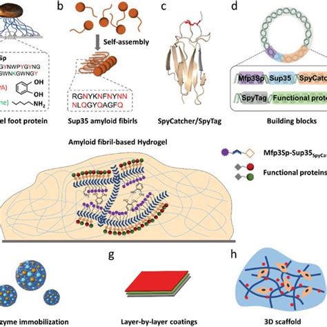 Fabrication Of Natural Self‐assembling Proteins‐inspired Adhesive Download Scientific Diagram