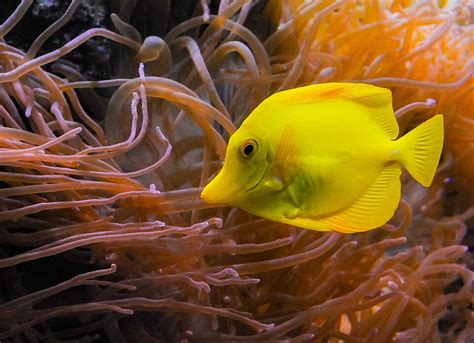 Yellow Tang Fish And Sea Anemones In A Marine Aquarium Zebrasoma