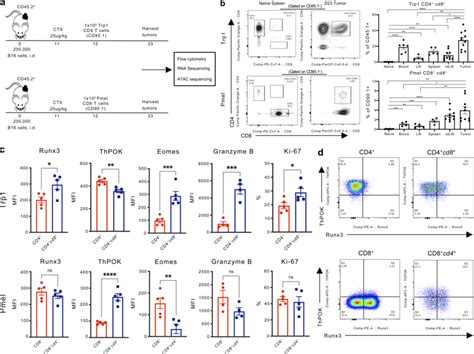 Cd4 And Cd8 Derived Tumor Antigen Specific Cd4 Cd8 T Cells