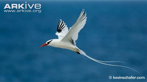 Red-billed tropicbird