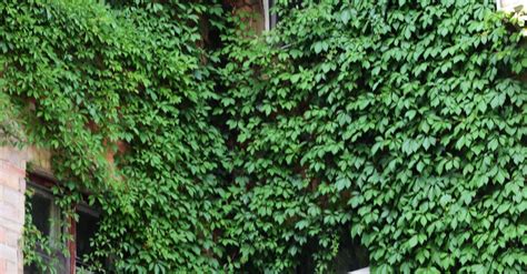 Green Ivy on Building Wall · Free Stock Photo