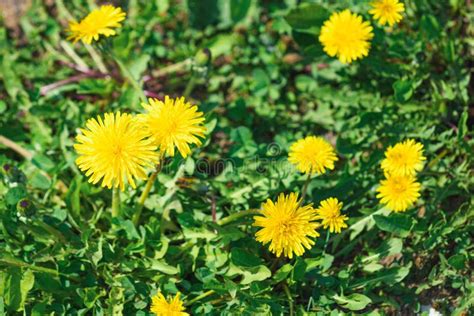 Yellow Fluffy Dandelions Top View Stock Photo Image Of Ecology