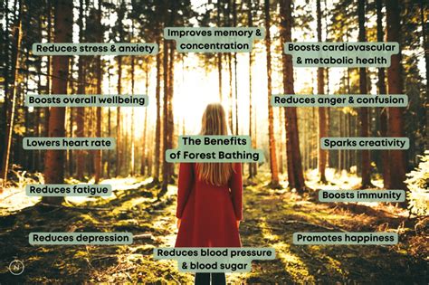 What Is Forest Bathing What Are The Benefits