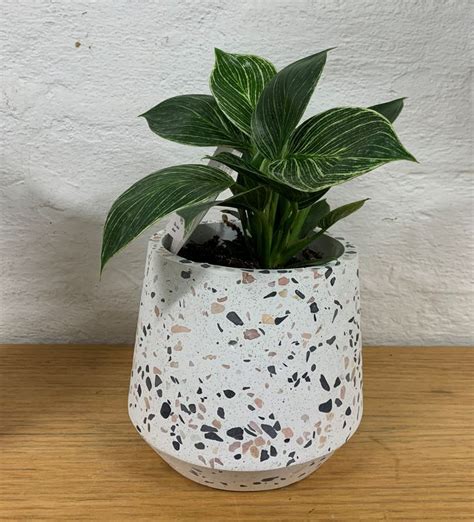 Potted Indoor Plant Blooms Of Yarrawonga