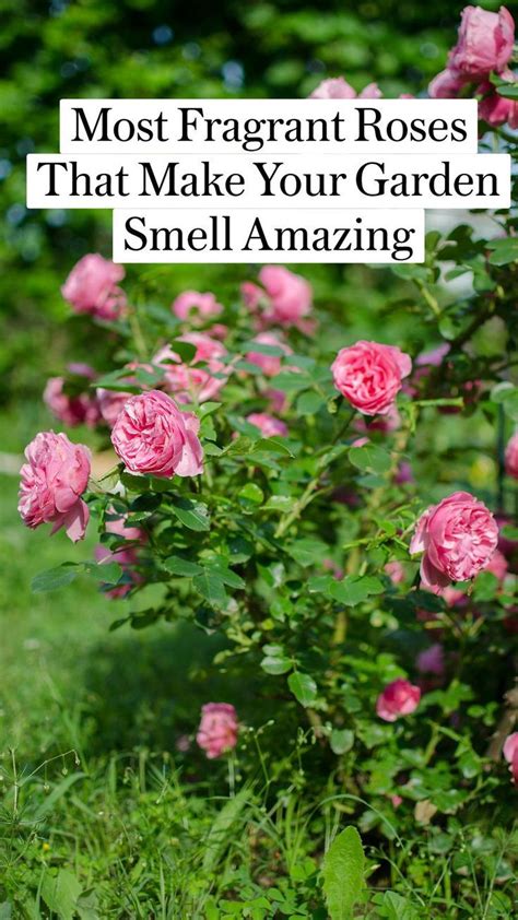 Most Fragrant Roses That Make Your Garden Smell Amazing Fragrant