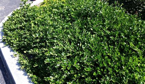 Carissa Macrocarpa Green Carpet Everde Growers Green Carpet