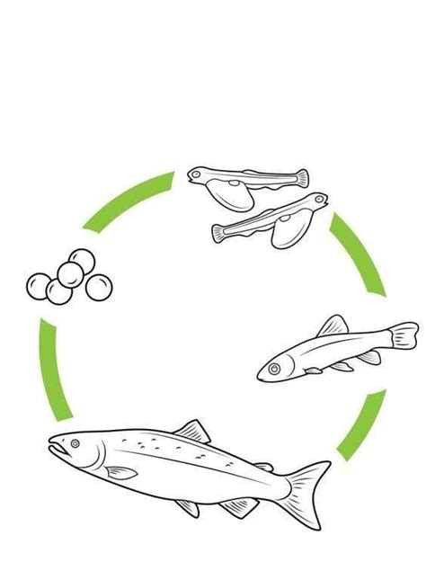 An Image Of Fish In The Middle Of A Circle With Different Types Of Food