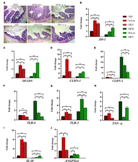 Figure From Akkermansia Muciniphila Derived Extracellular Vesicles As