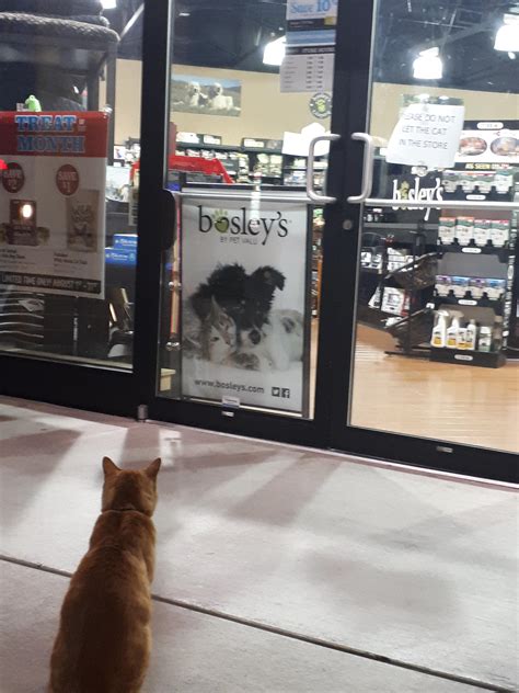This cat cries until someone opens to door, then he steals treats : r/funny