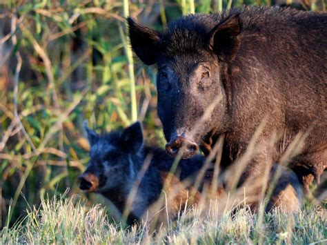 Canadian 'super pigs' set to spread disease and damage the environment in the US, expert warns