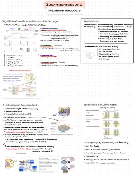 Zusammenfassung Neuropsychologie 14 Zusammenfassung Neurophysiologie