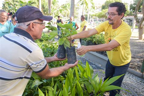 Distribui O De Mudas Frut Feras No Dia Da Rvore Nesta Sexta No