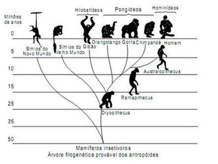 Teoria Da Evolucao Charles Darwin Resumo