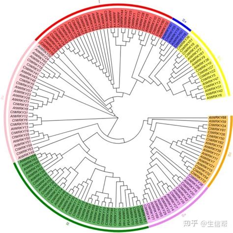 基因家族｜wrky转录因子家族的全基因组鉴定和综合分析 知乎