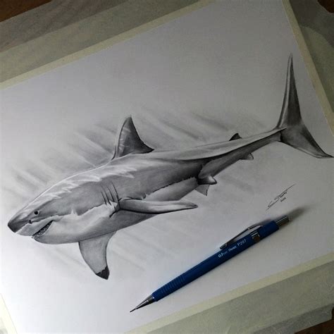 Shark Drawing Shark Tattoos Shark Painting