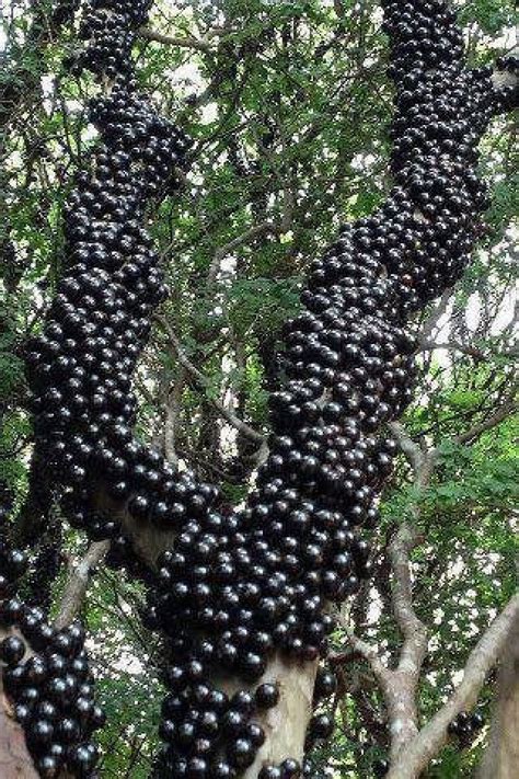 Arvore Jabuticaba