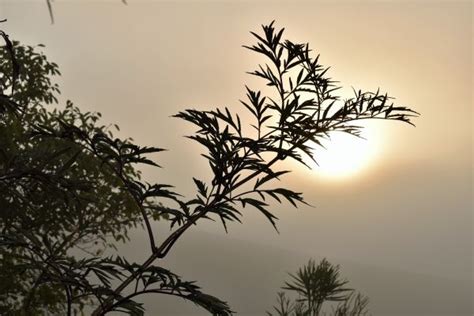 Free Images Tree Nature Branch Silhouette Cloud Sky Sunrise