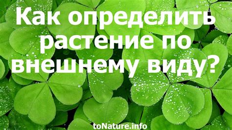 Как По Фото Определить Растение В Интернете — Фото