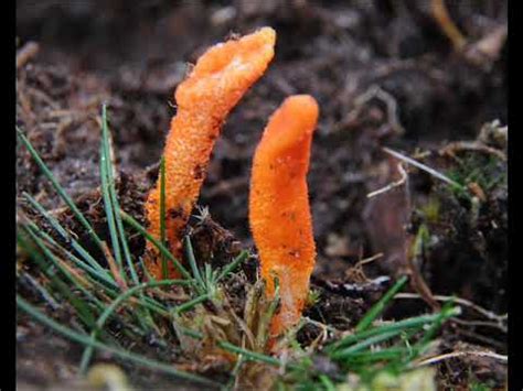 Cordyceps Militaris YouTube