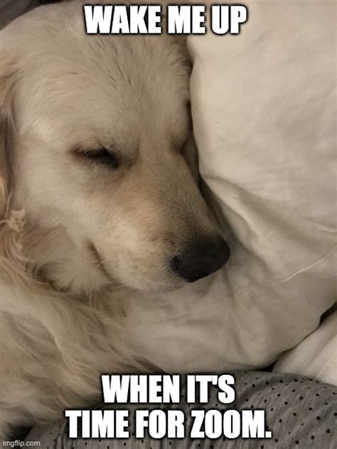 Sleepy Dog Memes - Imgflip