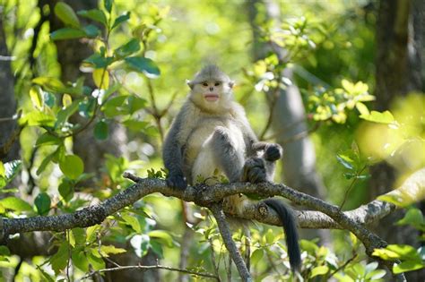 Ecochina Black And White Snub Nosed Monkeys In China S Yunnan Xinhua