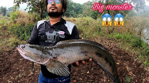 Snakehead Fish Catching murrel fish hunting बड मरल मछलय क