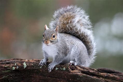 Eastern Gray Squirrel Photograph By Sue Feldberg Fine Art America