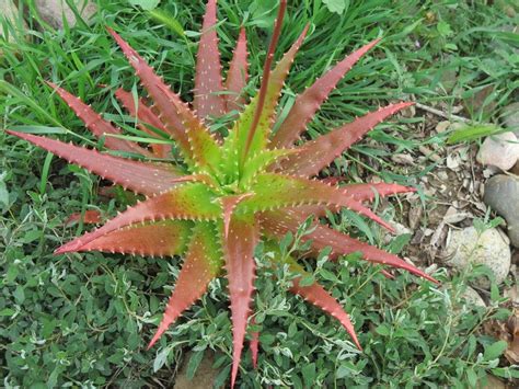 Photo Of The Entire Plant Of Sunset Aloe Aloe Dorotheae Posted By