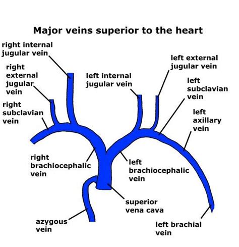 Superior Vena Cava Arteries Anatomy Medical Anatomy Anatomy