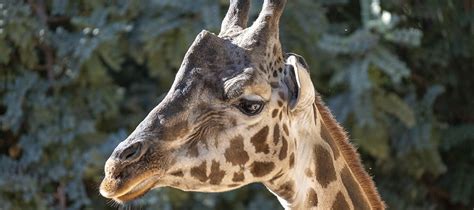 Muere La Jirafa Macho De BIOPARC Valencia