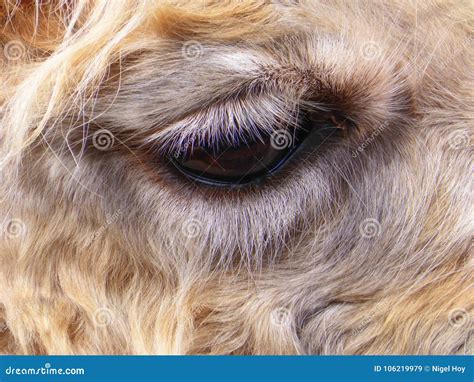 Close Up of the Eye of a Llama Stock Image - Image of close, hairy ...