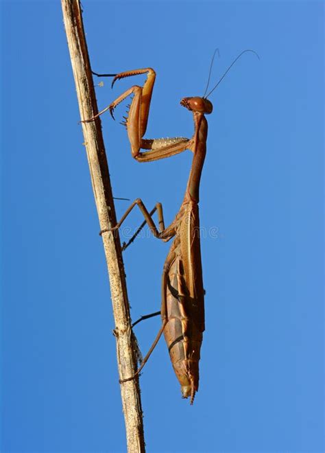 Praying Mantis Portrait Stock Image Image Of Eyesight 73355713