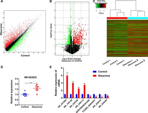 Lncrna Nr Promotes Cell Proliferation Migration Fibrosis And