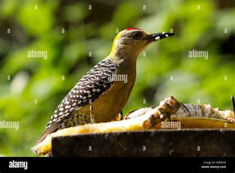 Hoffmann S Woodpecker Melanerpes Hoffmannii Stock Photo Alamy