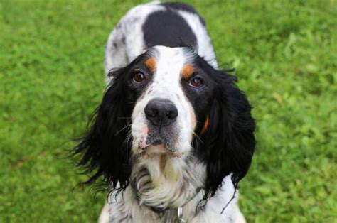 イングリッシュセターの特徴や性格は飼い方や平均寿命を解説 nademo ペットメディアnademo なでも