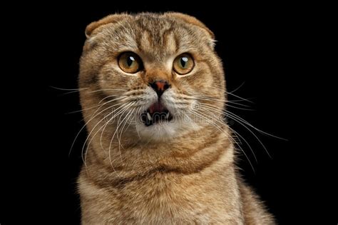 3,390 Black Cat Mouth Open Stock Photos - Free & Royalty-Free Stock ...