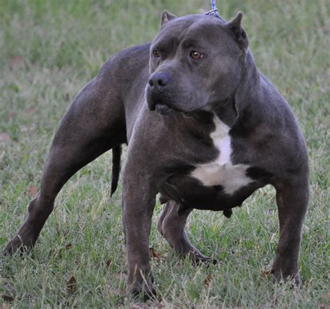 Blue Pitbull Wallpaper Wallpapersafari